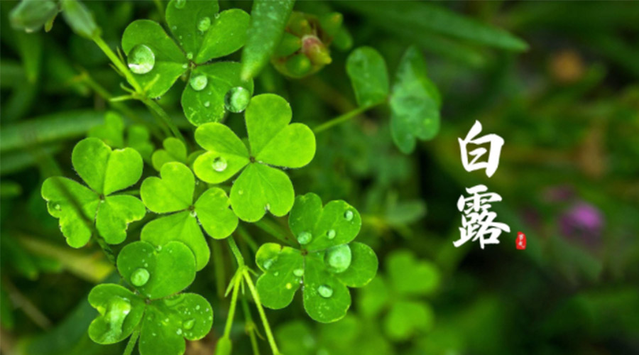 白露時(shí)節(jié)！ 金環(huán)電器提醒大家要注意這些事項(xiàng)